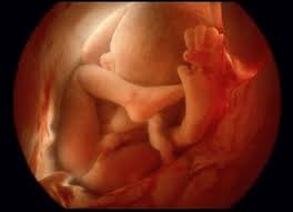 مراحل نمو الجنين فى شهور الحمل الساعة 25