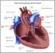 Essaysanddissertationshelp.com is a legal online writing service established in the year 2000 by a group of master and ph.d. Internal Organs Anatomy System Human Body Anatomy Diagram And Chart Images