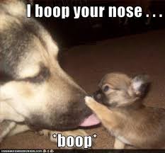 Nose Boop Google Images Cute Animals Funny Dog Pictures Funny Animal Quotes