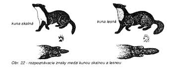 Lasica zemřel během představení s orchestrem bratislava hot serenaders. PoÄ¾ovnicka Zoologia A Biologia Prelovca Sk