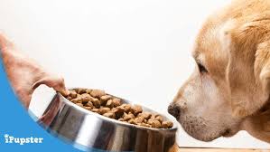 Here's a comprehensive guide with everything you need to know about feeding your you should continue to feed your golden retriever twice a day throughout their life. Best Dog Food Diet Nutrition For Golden Retrievers