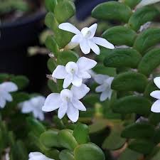Image result for Angraecum distichum