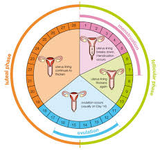 menstrual cycle menstrual chart