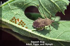 Squash bugs are the bane of gardeners everywhere. Best Article On Tons Of Ways To Kill Squash Bugs To Protect Squash Melons Cucumbers And Zuchinni Squash Bugs Garden Pests Garden Bugs