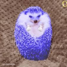 Related Image Funny Animal Videos Cute Hedgehog Live Action