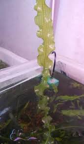 Image result for Aponogeton junceus