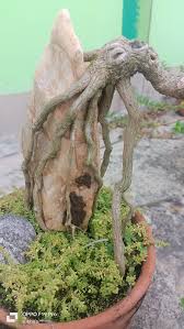 Image result for Premna mooiensis