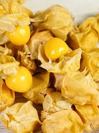Image result for Physalis pubescens