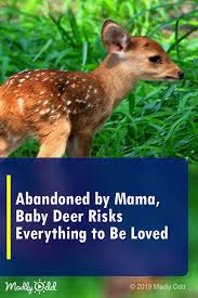 Abandoned By Mama Baby Deer Risks Everything To Be Loved Cuteanimals Funnyanimals Pets Animals Funny Vid Baby Deer Baby Animal Videos Cute Funny Animals