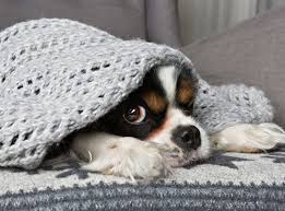 Liz saul has more than ten years experience working with all age groups in educational settings and has a passion for learning and sharing creative experiences. How To Keep Your Pets Safe And Calm During New Year S Eve Fireworks The Independent The Independent