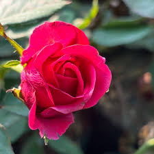 Image result for Crossandra puberula