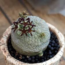 Image result for Ceropegia pygmaea