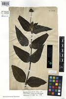 Image result for Aspilia helianthoides