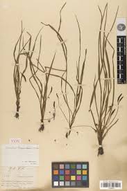 Image result for Hypoxis angustifolia
