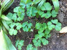 Pin On Mygardenanswers