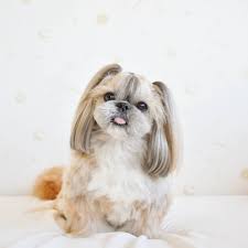 But well, you will have to provide a lot of attention to. 8 Cutest And Most Hilarious Dog Haircuts For Your Inspiration