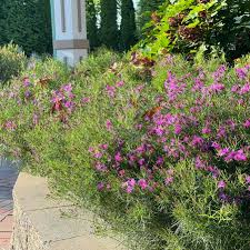 Image result for Vernonia