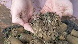 Maybe you would like to learn more about one of these? How To Get Rid Of Wild Onion And Wild Garlic With The Proplugger Proplugger