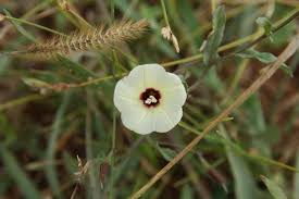 Image result for Merremia