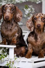Black And Brown Sausage Dog Puppy Dachshund Puppy Brown Tan Merle Color And Spring Flower Dachshund Puppy Brown Tan Merle Color And Spring Flow Dapple Dachshund Dachshund Dog Dachshund Puppies