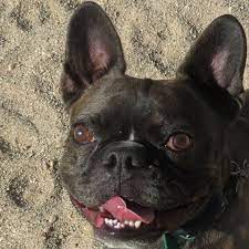 Check spelling or type a new query. Kermit French Bulldog Boston Terrier Tucson Az Certified Dog Trainer Puppy Training