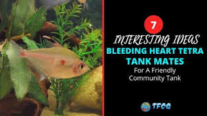 Bleeding heart tetra tropical fish learn all about the bleeding heart tetra's feeding habits and food types, its behaviour, its origins, its natural habitats, is it male or female, breeding advice and. 7 Interesting Bleeding Heart Tetra Tank Mates Ideas For A Community Tank