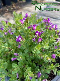 Image result for Polyspatha paniculata