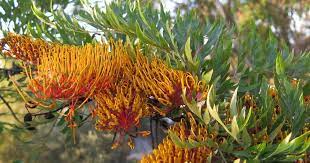 Grevillea is very fast growing and can live 50 to 65 years. Silk Oak Tree Care Tips On Growing The Grevillea Robusta