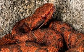 Black And Orange Snake Florida Poisonous Pin On Reptiles And Amphibians