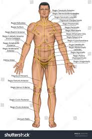 Human anatomy for muscle, reproductive, and skeleton. Anatomical Board Region Of A Human Body Royalty Free Stock Photo 224297743 Avopix Com