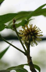 Image result for Xylia torreana