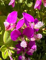 Image result for Polygala petitiana