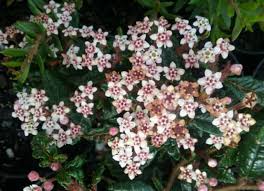 Image result for Hermannia kirkii