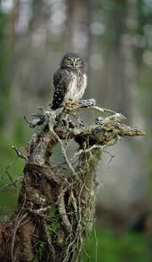 Player ratings as belgium eliminate finland from euro 2020. Eurasian Pygmy Owl The Sound Approach