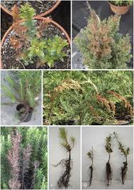Image result for Cylindropsis