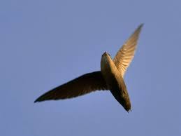 Consider a chimney cap as inexpensive bird. Chimney Swifts Introduction Columbus Audubon