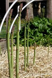 Maybe you would like to learn more about one of these? How To Grow Asparagus Ultimate Success Guide Homemade Food Junkie