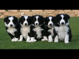 Balmoral border collies is a small hobby kennel in california. Border Collie Puppies For Sale In Sacramento County California Ca 19breeders Riverside Youtube