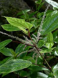 Image result for Barleria boehmii