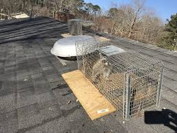 The most populated city in the state, little rock, ar, is also home to numerous pest species. Wildlife Removal Animal Damage Repair Home Attic Little Rock Ar