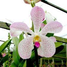 Home Bb Orchids In 2021 Orchids Planting Succulents Flower Arrangements