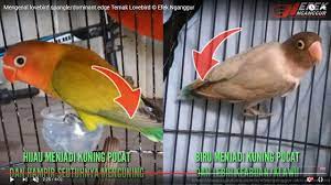 Check spelling or type a new query. Lovebird Dominan Edge Atau Spangle Serta Ciri Cirinya