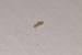 Book Louse Bug