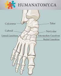Tarsal Bones Educational Games Biology Physical Therapy