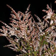 Calycina Heather White Flower Heather Flower Beach Wedding Flowers Cheap Wedding Flowers
