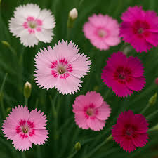 Image result for Dianthus angolensis