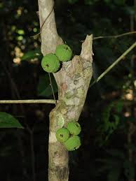 Image result for Putranjivaceae