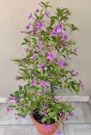 Image result for Pseuderanthemum