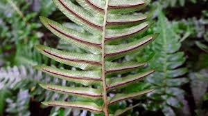 Image result for Blechnaceae