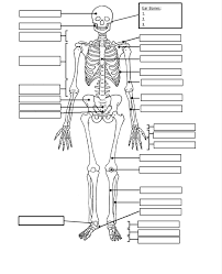 The patella and the pisiform bone of the carpals are the only sesamoid bones that are counted as part of the 206 bones of the body. The Human Skeleton Bones Diagram Quizlet